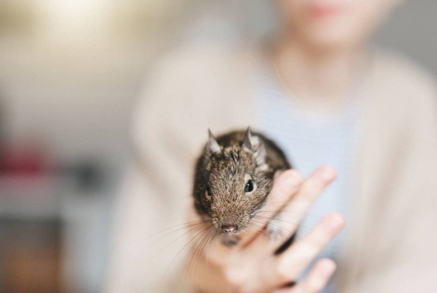 Detailansicht eines auf der Hand sitzenden Degus