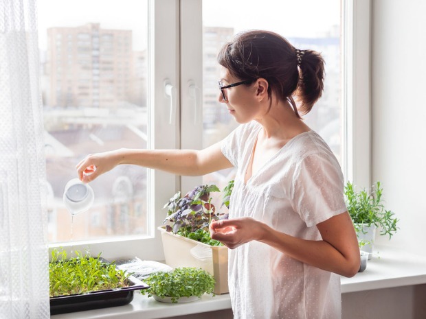 Frau gießt ihren indoor Garten | Credit: iStock.com/Konstantin Aksenov