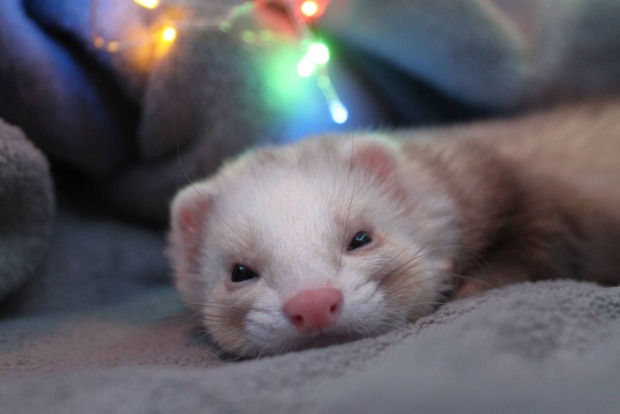 Vorder- und Detailansicht eines Frettchens, das entspannt auf einem Sofa liegt.