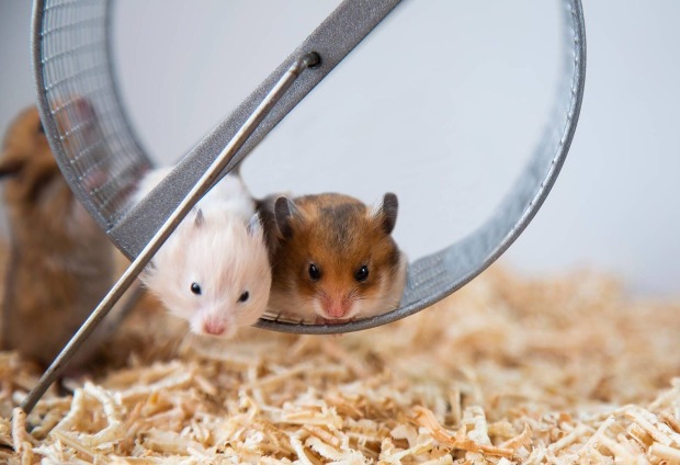 2 Hamster in einem Käfig, die gerade in einem Laufrad sitzen