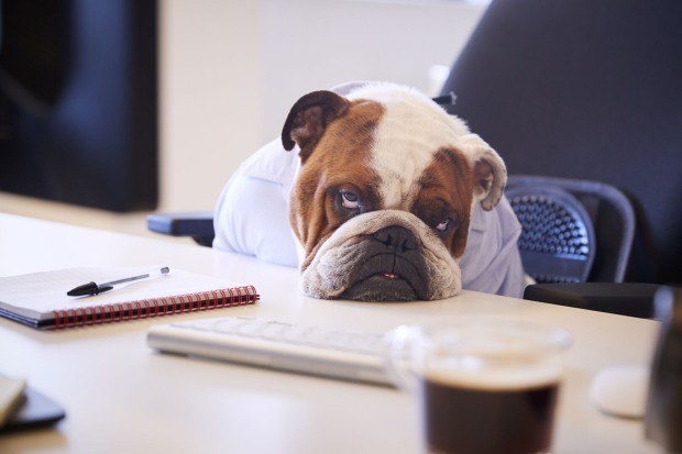 Bulldogge, die ihren Kopf müde auf den Schreibtisch gelegt hat.