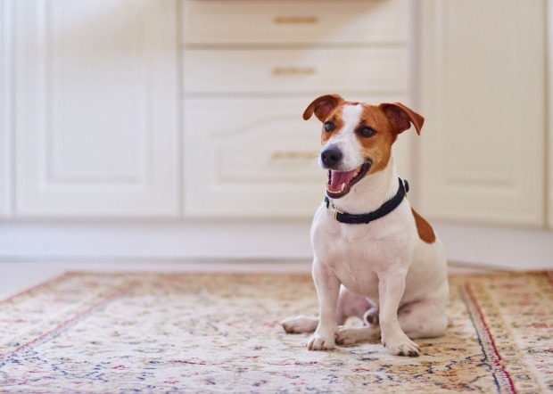 Jack Russell Terrier sitzt auf einem Teppich