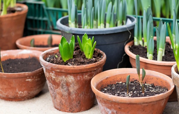 Blumenzwiebeln in einem Topf | Credit: iStock.com/Natalia Zhukova