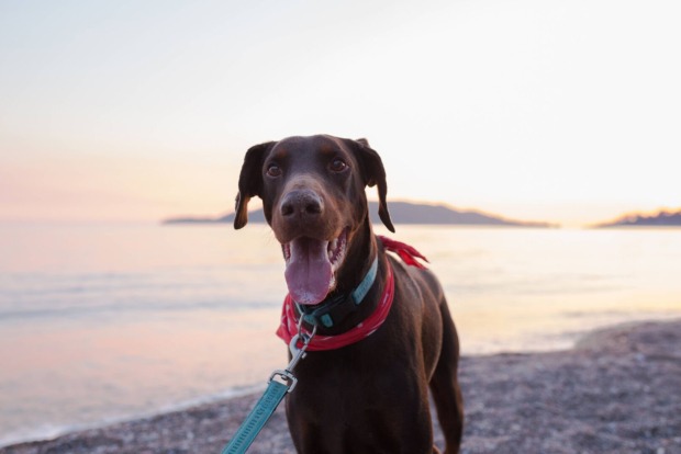 Brauner Dobermann am Strand