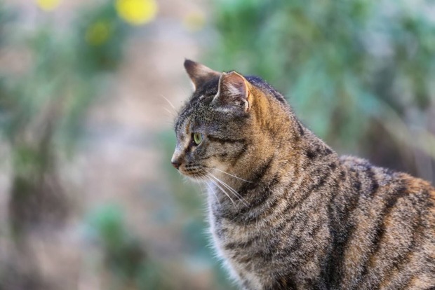 Europäische Kurzhaarkatze im Seitenprofil