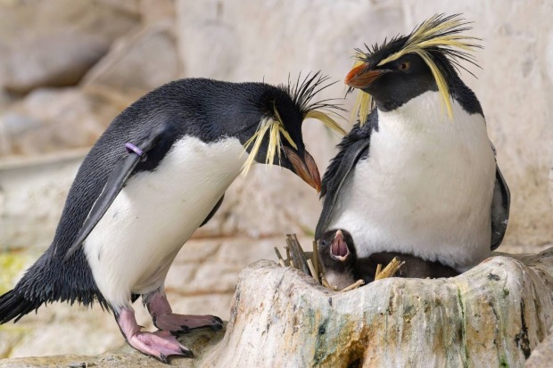 Felsenpinguin-Eltern mit Küken