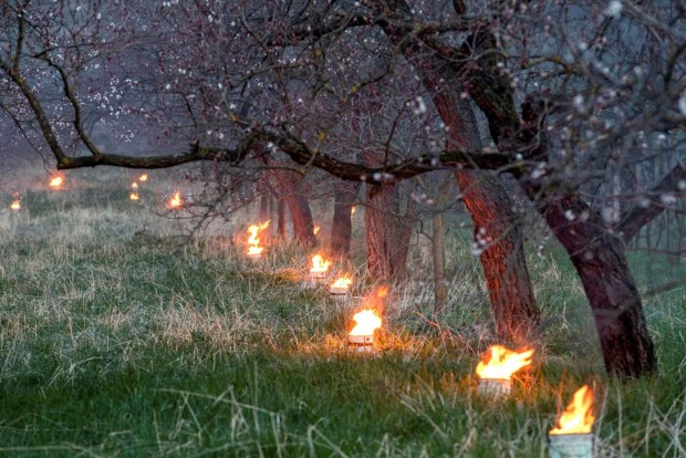 Frostfeuer bei Obstbäumen