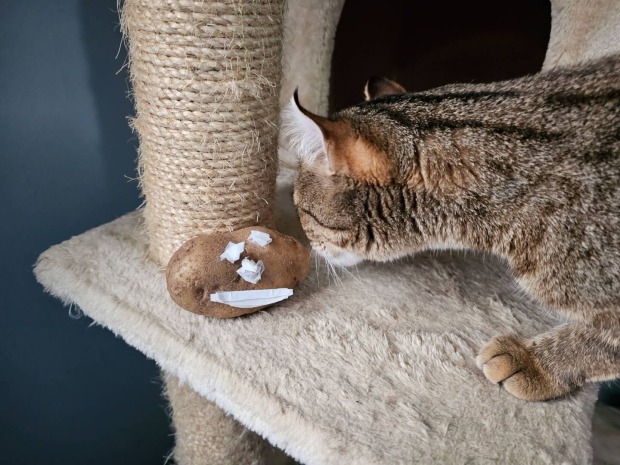 Katze mit roher Kartoffel auf Kratzbaum