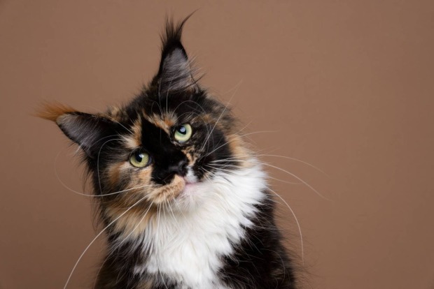 Maine Coon Katze, die den Kopf seitlich gelegt hat