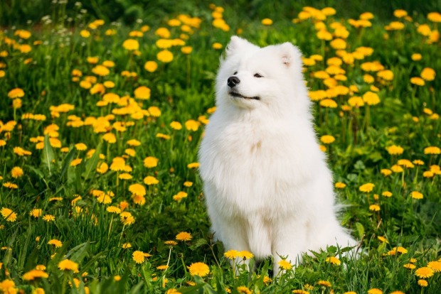 Aufrecht sitzender, weißer Samojede-Hund