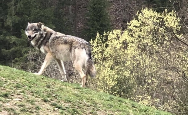 Ein Wolf streift durch sein Gehege im Wildpark Grünau. Im Hintergrund des grauen Jägers blühen gelbe Sträucher.
