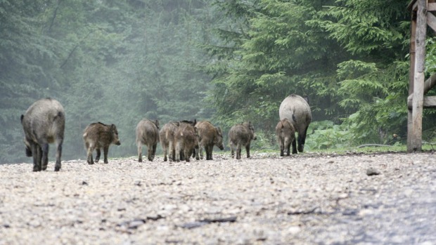 Wildschweinfamilie