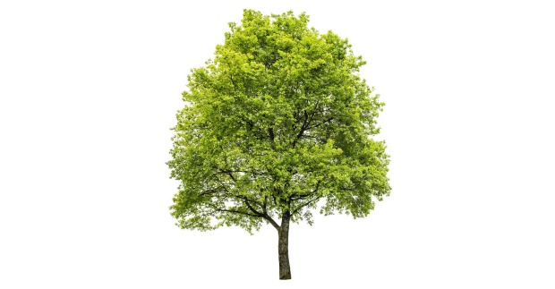 Zierbaum