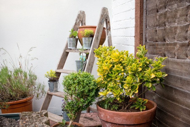 Holzleiter mit Blumen | Credit: iStock.com/joegolby