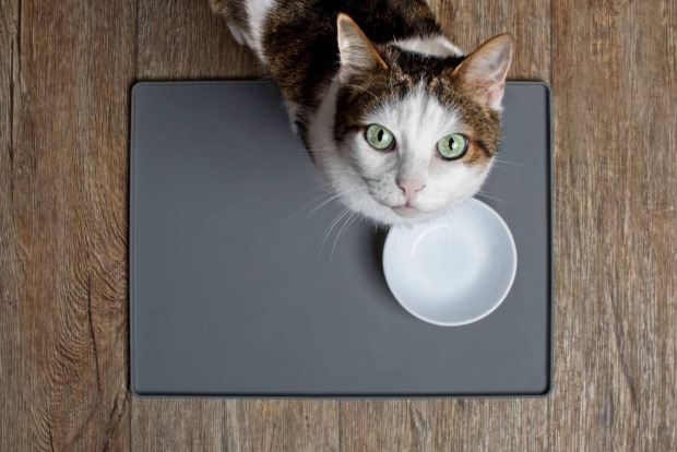 Vogelperspektive auf eine Katze mit leerem Futternapf