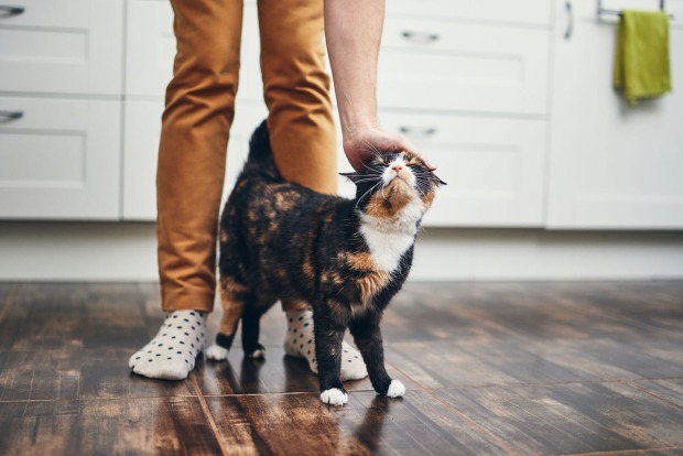 Besitzer streichelt Katze | Credit: iStock.com/Chalabala