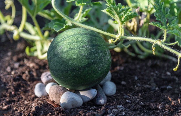 Melone im Garten | Credit: iStock.com/Julija Kumpinovica