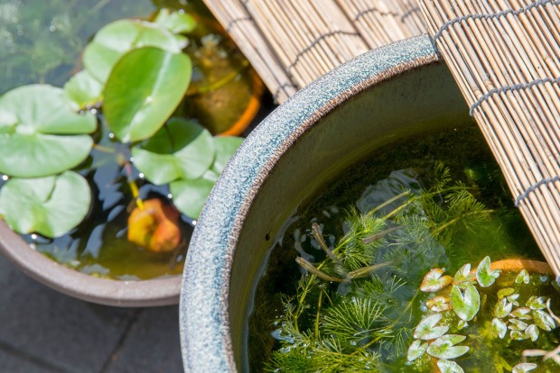 Mini-Teich auf einem Balkon | Credit: iStock.com/itasun