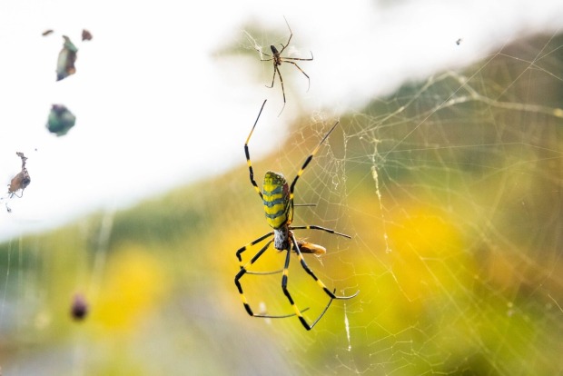 Asiatische Riesenspinne beim Netzbau.