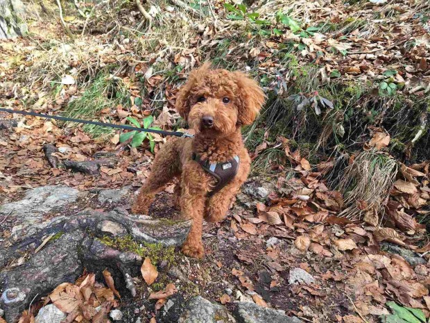 Henri beim Wandern in Salzburg.