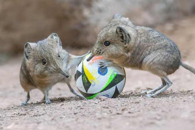 Zwei Kurzohrrüsselspringer mit einem kleinen Ball.