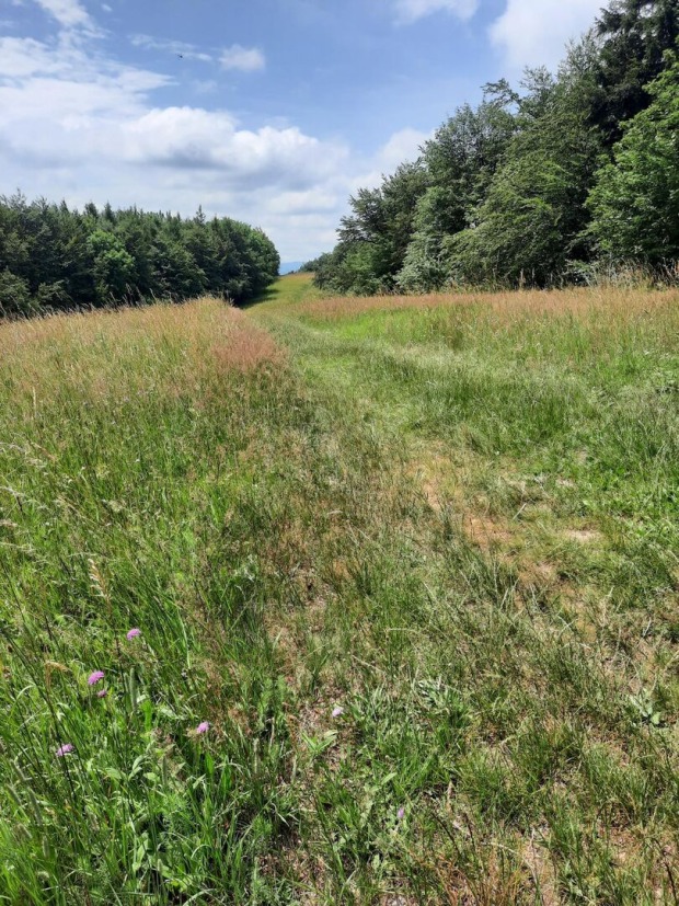 Wienerwald