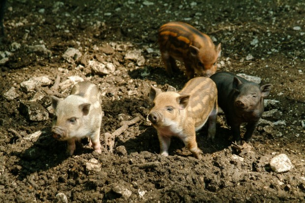 Wildpark Ernstbrunn