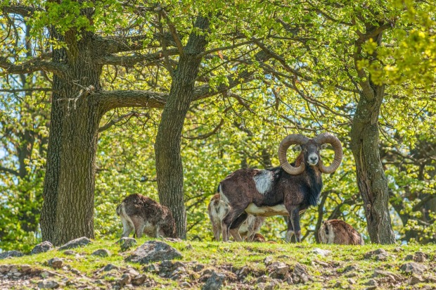 Tierpark Ernstbrunn