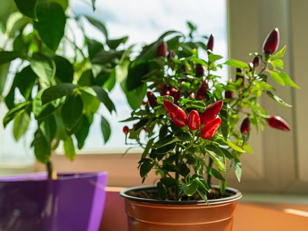 Chili-Pflanze auf einer Fensterbank | Credit: iStock.com/Veni vidi...shoot