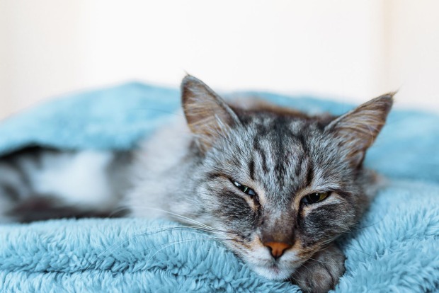 Katze schläft mit Augen offen | Credit: iStock.com/Larisa Stefanuyk