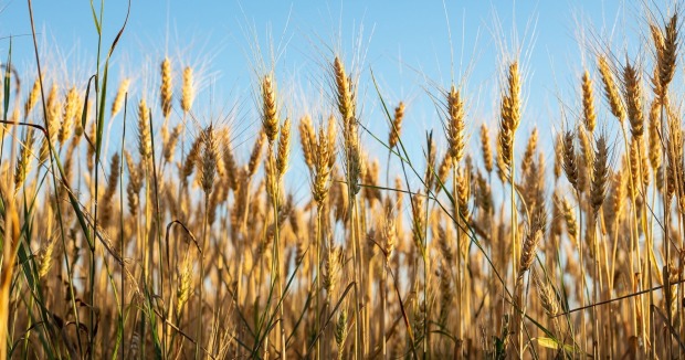 Reifer Weizen am Feld