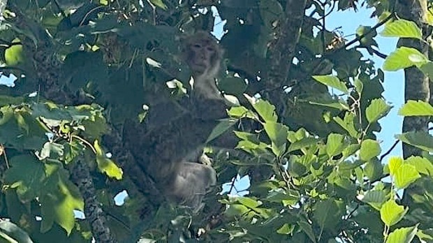 Laub verdeckt beinah einen Affen, der im Baum sitzt