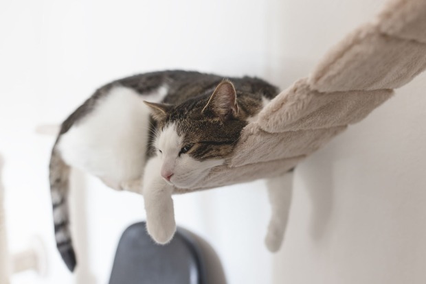 Katze kuschelt in einer Hängematte | Credit: iStock.com/Anna Chaplygina