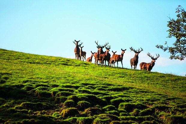 Auf der Rundwanderung durch den Alpenwildpark gibt es Hirsche, Mufflons, Alpensteinböcke, Wildschweine, Murmeltiere und ein Kleintiergehege zu sehen.
