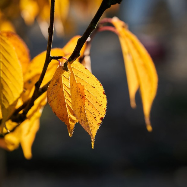 Gelbe Herbstblätter | Credit: iStock.com/Heiko119
