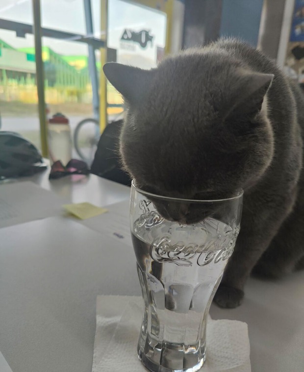 Katze trinkt aus Wasserglas | Credit: Lilli Platzer