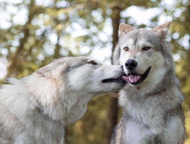 Wolfspaar