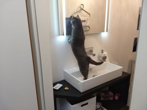 Katze Corona vor einem Spiegel | Credit: Lilli Platzer