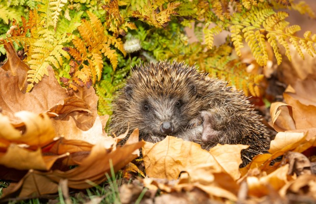 Igel sitzt im Laub | Credit: iStock.com/Callingcurlew23
