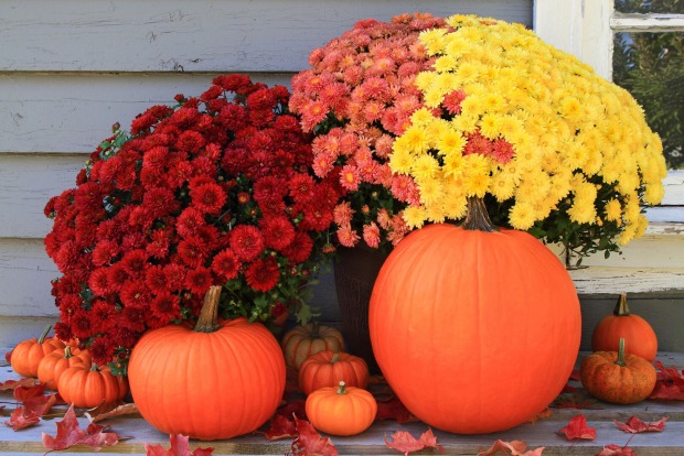 Kürbis mit bunten Blumen | Credit: iStock.com/alex5248