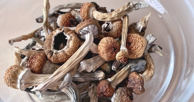 Viele Magic Mushrooms in einer Schüssel.