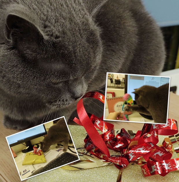 Katze Corona mit Weihnachtspaket | Credit: Lilli Platzer