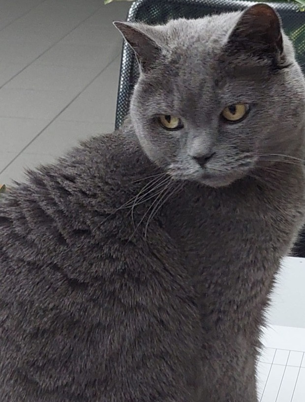 Katze Corona | Credit: Lilli Platzer
