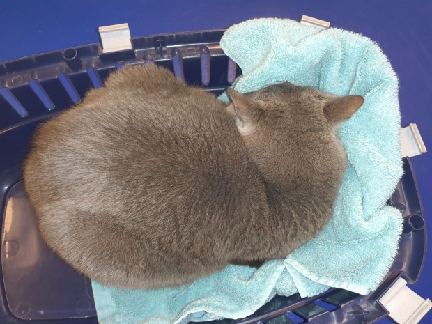 Katze Corona in der Transportbox | Credit: Lilli Platzer