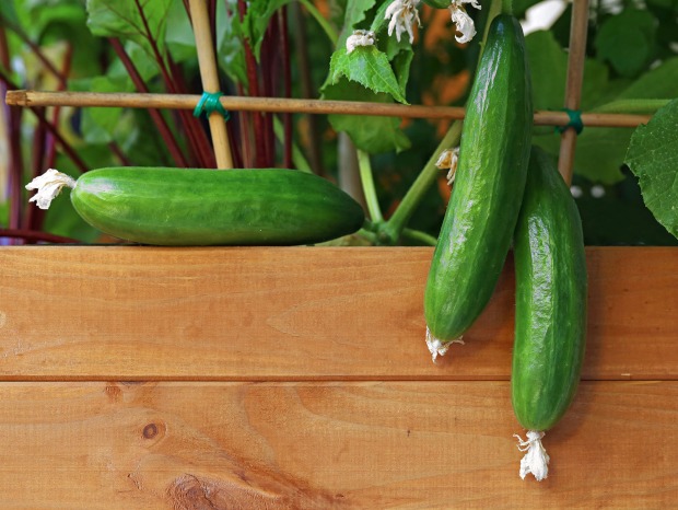 Gurkenpflanze am Balkon | Credit: iStock.com/Andreas Häuslbetz