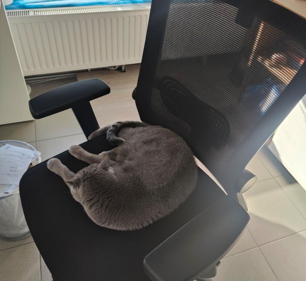 Corona liegt auf dem Bürostuhl | Credit: Lilli Platzer