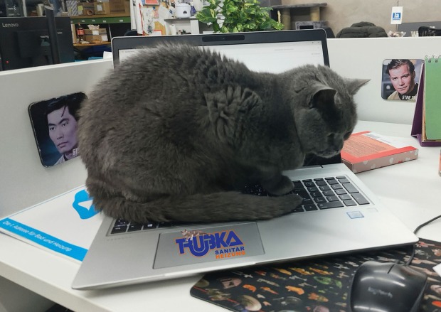 Corona schläft auf einem Notebook | Credit: Lilli Platzer