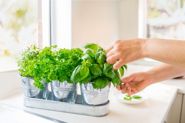 Kräuter auf einer Fensterbank | Credit: iStock.com/OKrasyuk