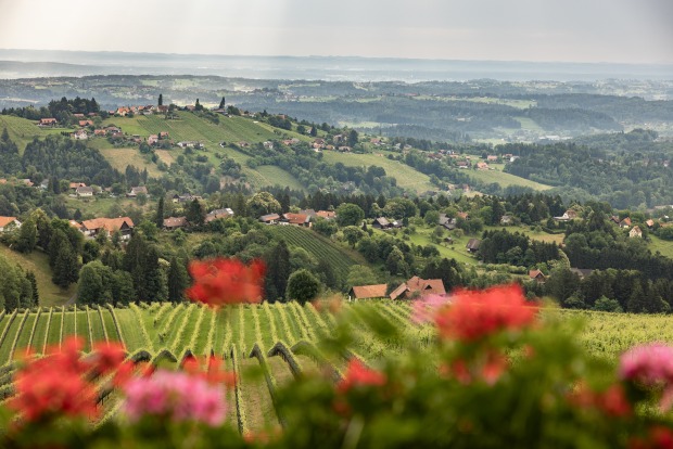 Grüne Weinberge