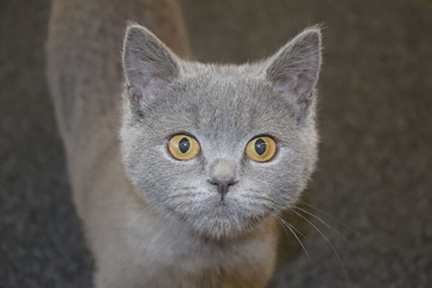 Corona als Kitten | Credit: Lilli Platzer
